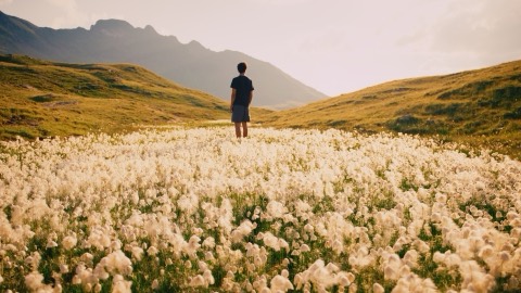 Cotton grass field below the mountains, graded with the Alpine Gold LUT