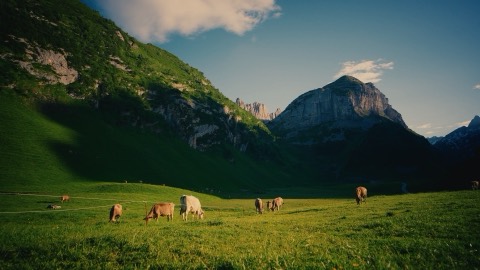 Cows grazing below the summit, graded with the Alpine Gold LUT